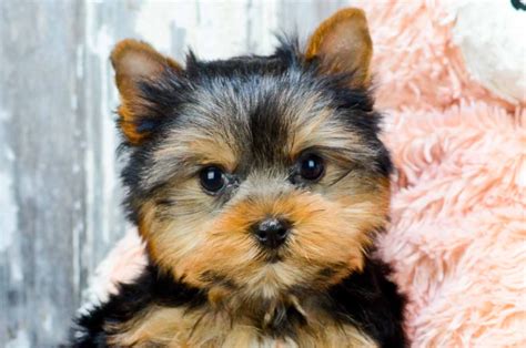 miniature yorkie for adoption